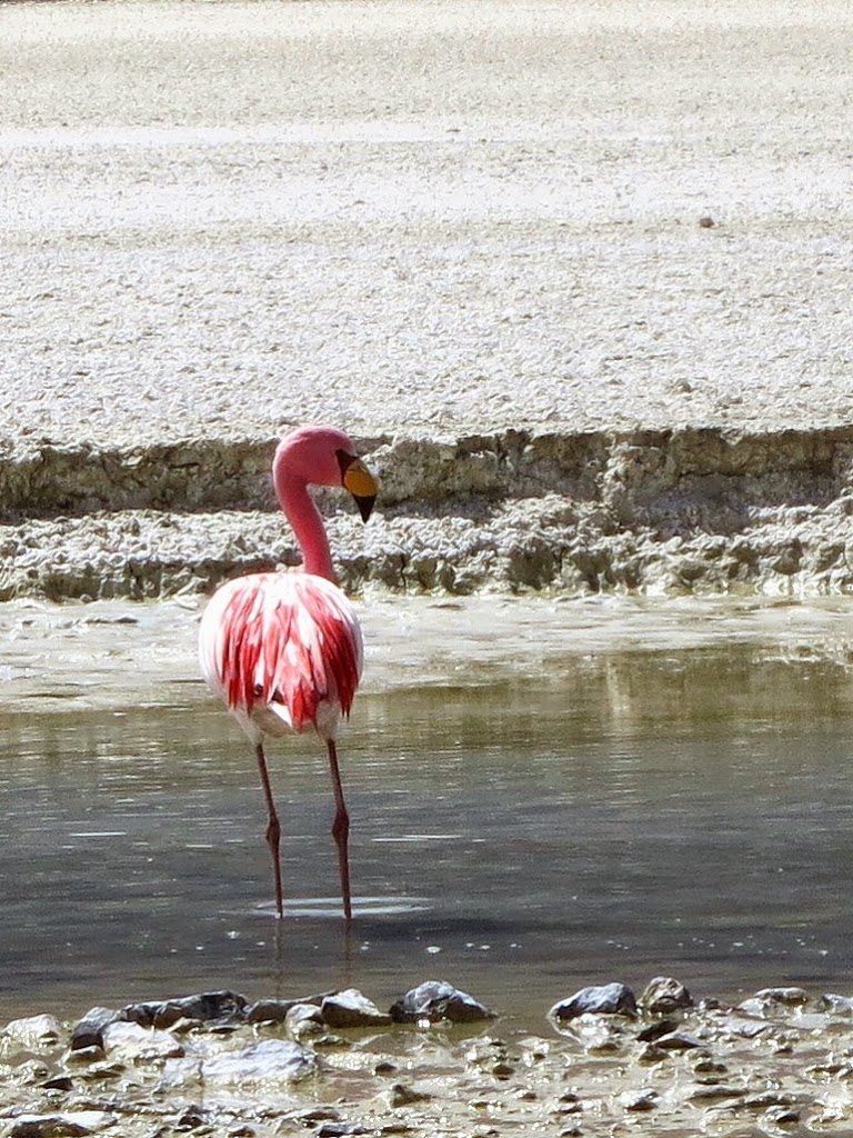 Flamingo_4