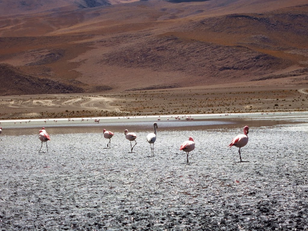 Flamingos_1