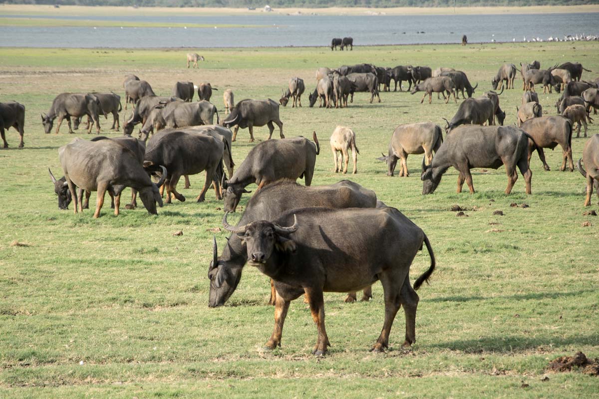 minneriya nationalpark büffel