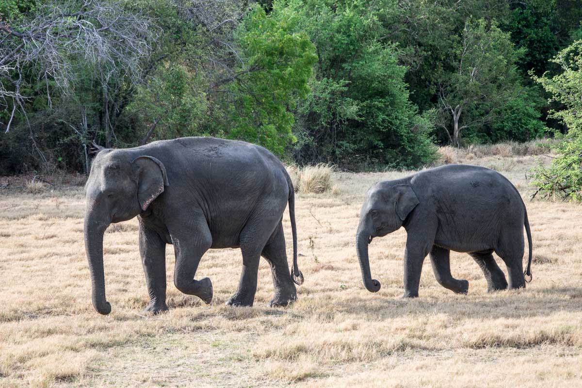 minneriya nationalpark elefanten