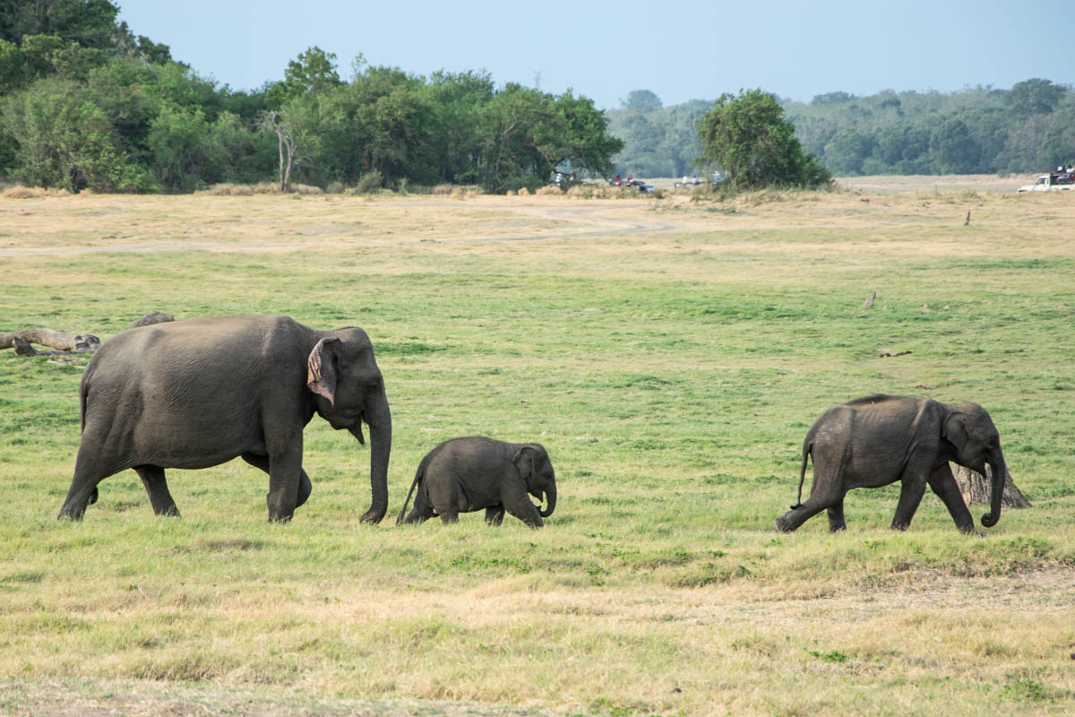 minneriya nationalpark elefantenfamilie