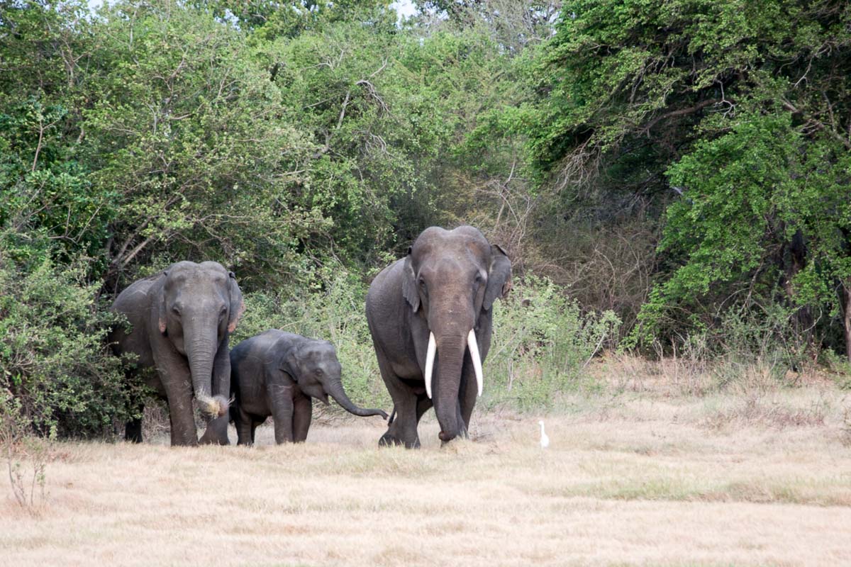 minneriya nationalpark elefanten stoßzähne