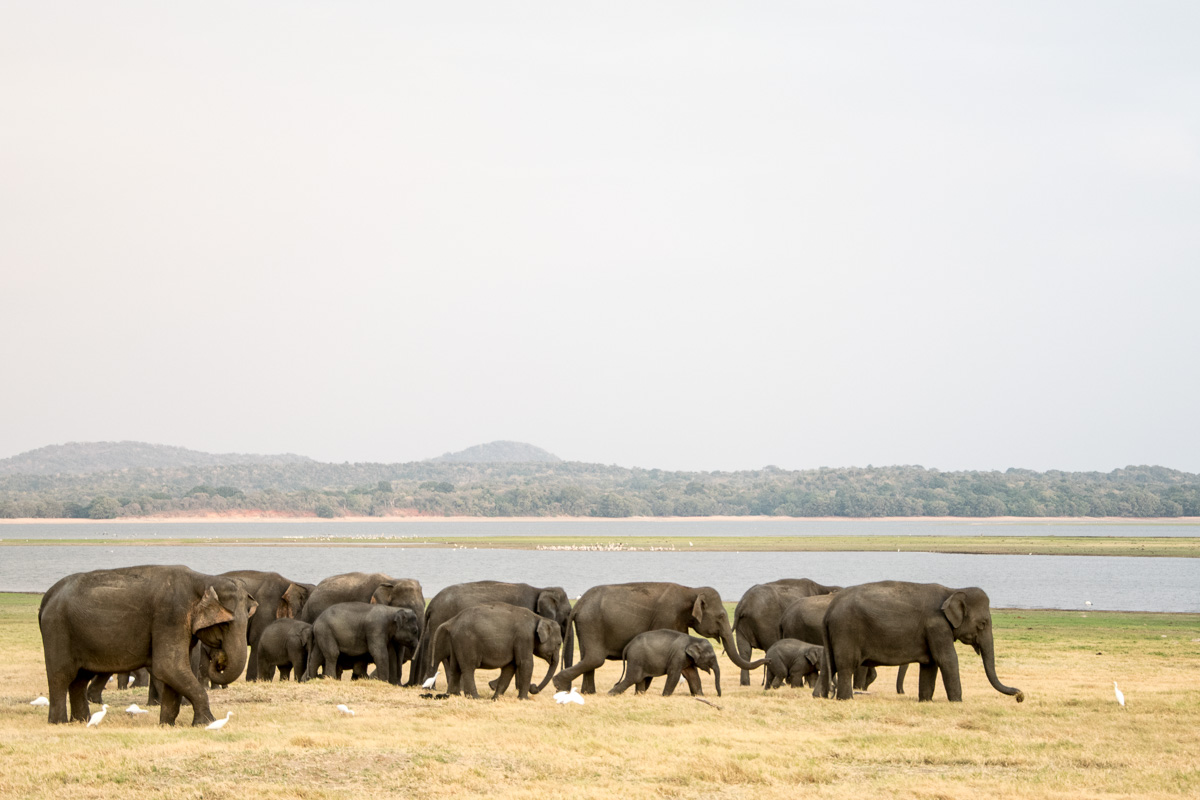 minneriya nationalpark elefantenherde
