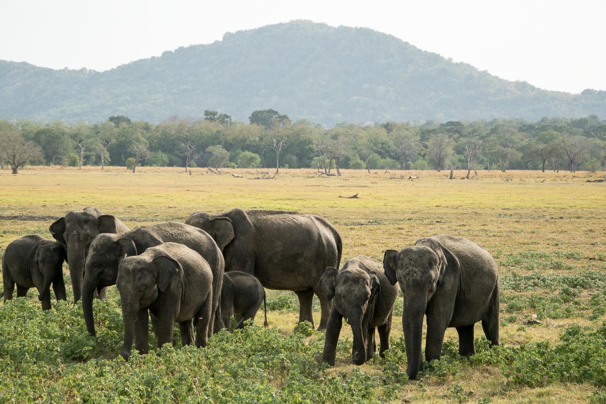 minneriya nationalpark elefanten safari