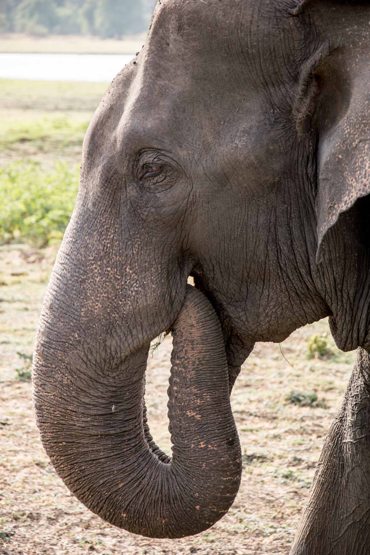 minneriya nationalpark elefant close-up