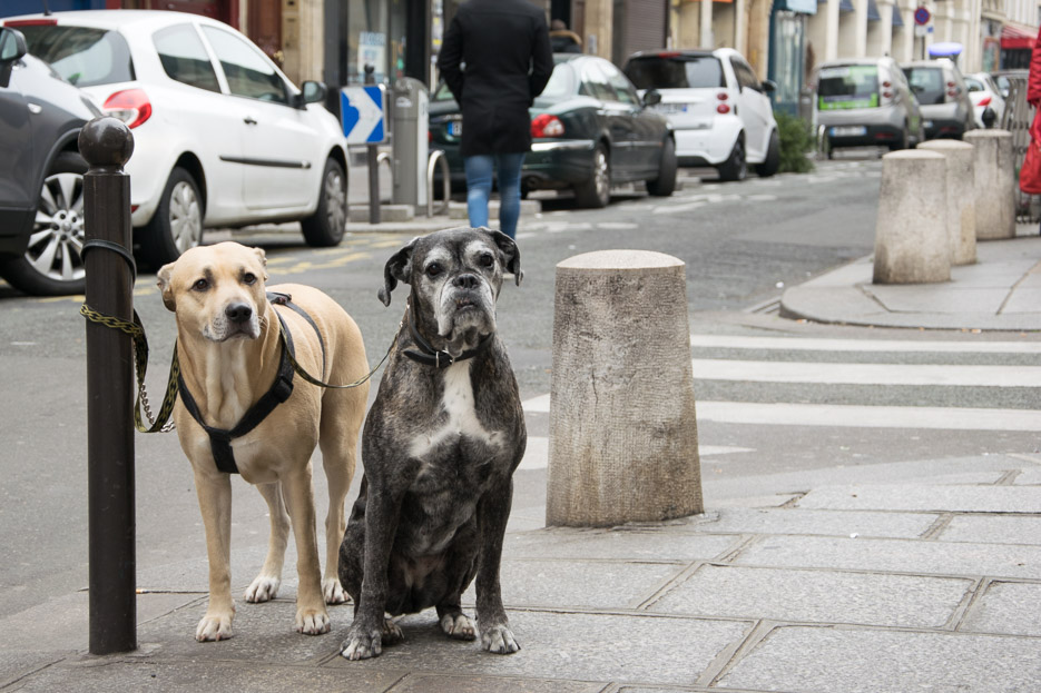 Hunde in Paris