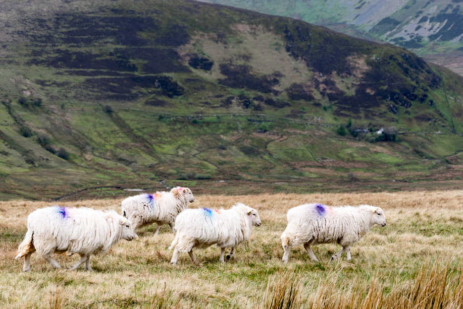 Wales Sheep