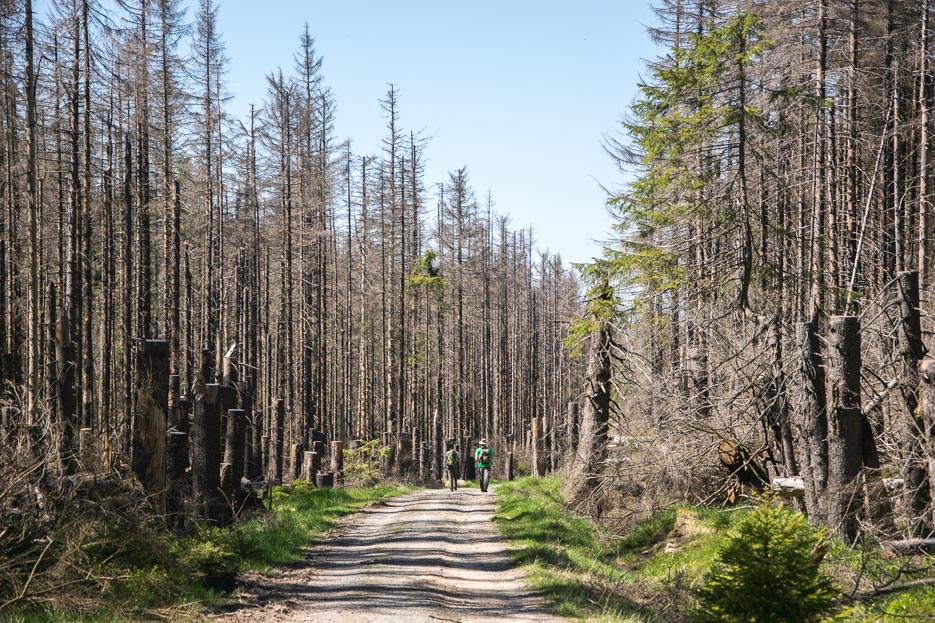 Toter Wald Harz Brockenwanderung Schierke 