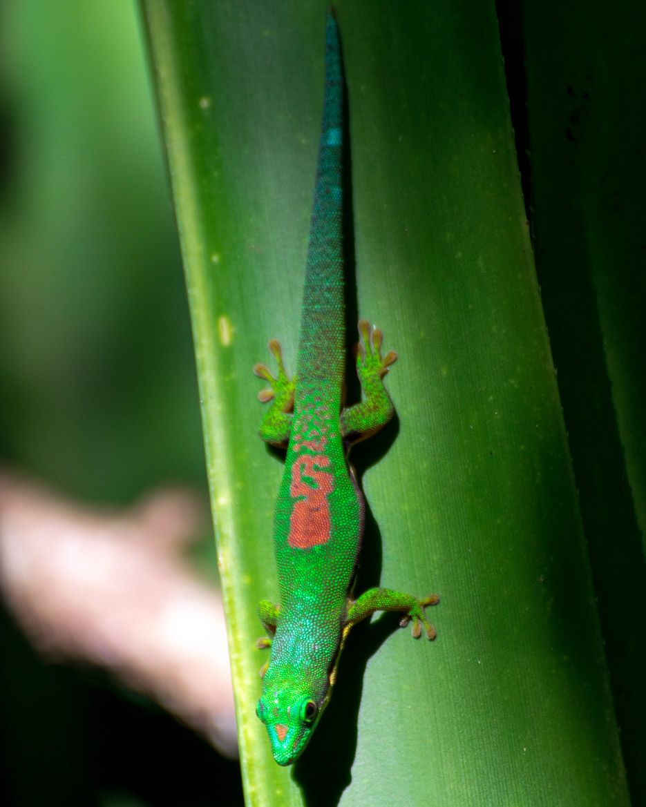 Madagaskar Taggecko rot grün Andasibe Nationalpark