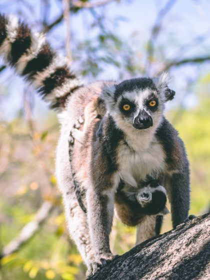 lemuren madagaskar kattas anja reservat