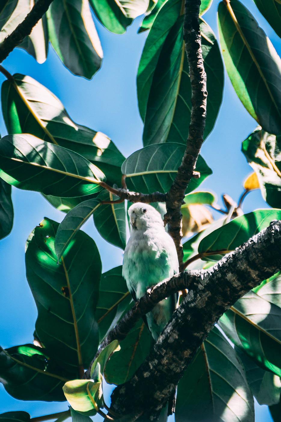 grey headed lovebird papagei madagaskar grün 