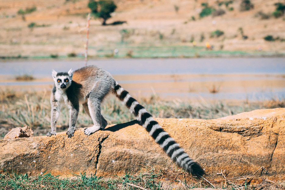 lemuren madagaskar urlaub reise tipps 