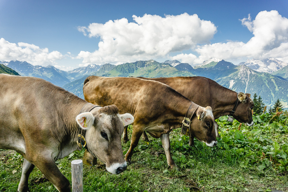 montafon österreich kühe 